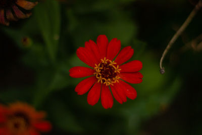 Close-up of red flower