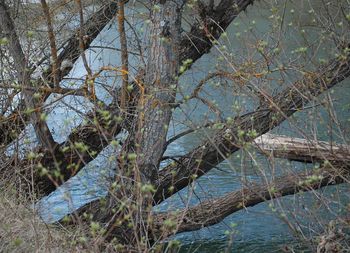 Bare trees in water