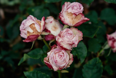 Close-up of pink rose