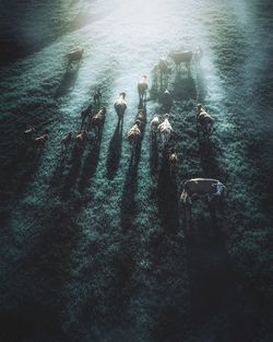 High angle view of cattle on land at night