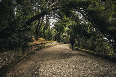 Empty road amidst trees in forest