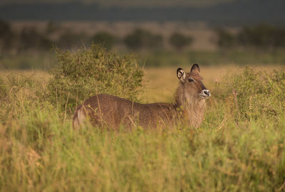 Female waterbuck grazing in masai mara