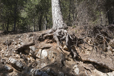 View of trees in forest