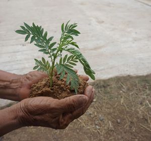 Cropped hand holding plants