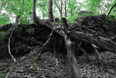 Trees in forest