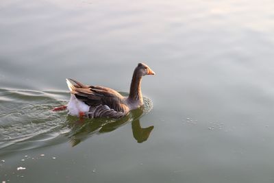 High angle view of duck swimming in lake