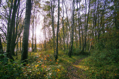 Trees in forest