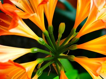 Close-up of orange flowering plant