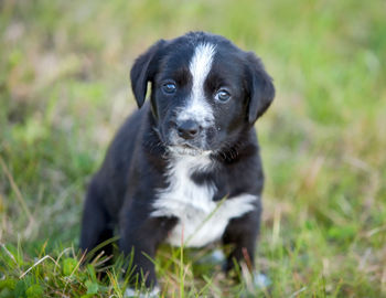 Portrait of puppy on field