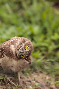 Funny burrowing owl athene cunicularia tilts its head outside its burrow on marco island, florida