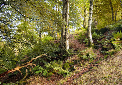 Trees growing in forest