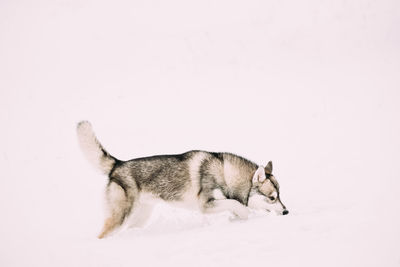 Dog standing against white background