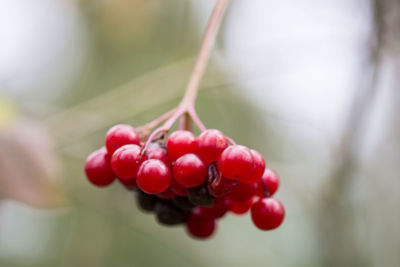 Close-up of red berries