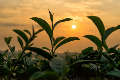 Close-up of plant against sky