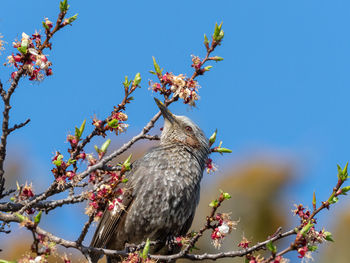 Low angle view of bird perching on cherry tree