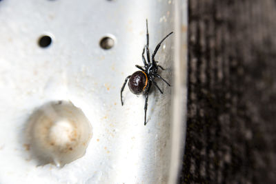 Close-up of spider on metal