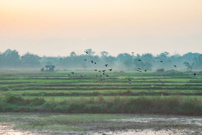 Flock of sheep on field against sky