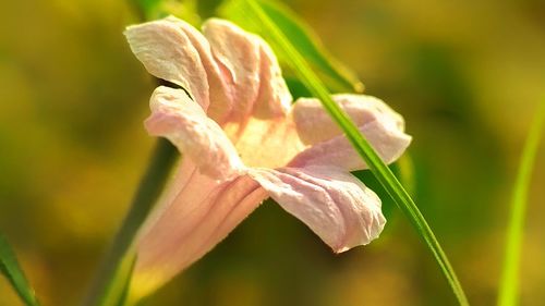 Close-up of flower