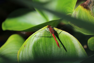 Close-up of insect on leaf