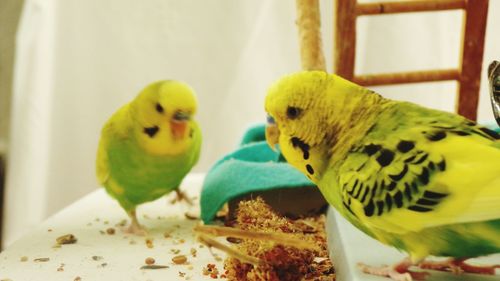Close-up of parrot