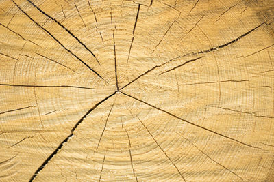 Full frame shot of tree stump in forest