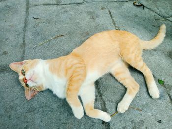 High angle view of cat sleeping on footpath