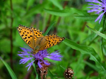 Close-up of butterfly pollinating on flower