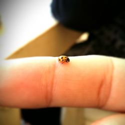 Close-up of ladybug on wood