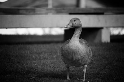 Close-up of goose perching on field