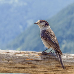 Close-up of bird perching on wood against sky