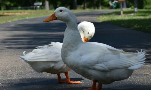 Close-up of geese standing on road