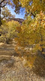 Trees growing on field during autumn