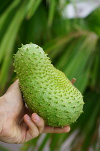 Close-up of hand holding fruit