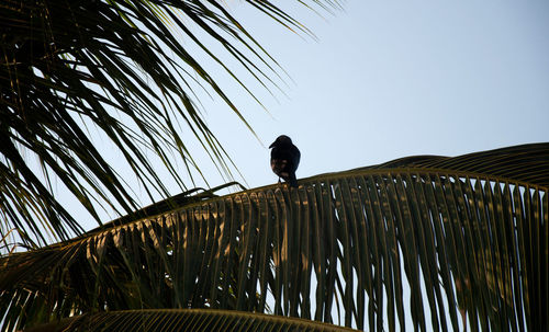 Low angle view of bird perching on roof against sky