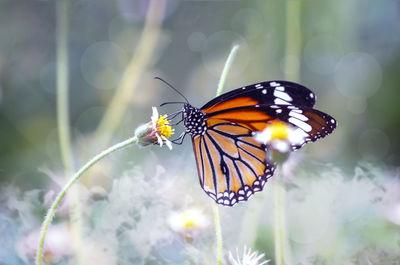 Close-up of butterfly pollinating on flower