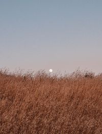 Scenic view of field against clear sky