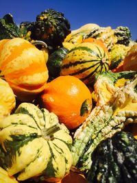 Close-up of pumpkins