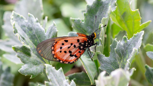 Close-up of butterfly pollinating flower