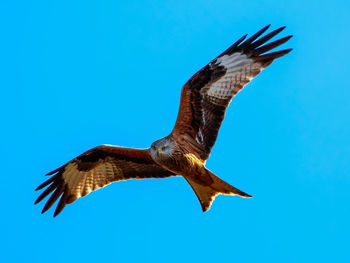 Low angle view of birds flying against blue sky