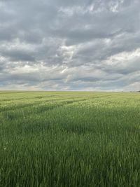 Scenic view of agricultural field against sky