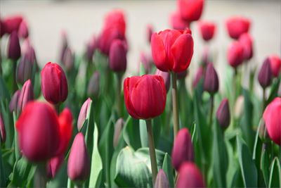 Close-up of pink tulips