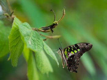 Close-up of butterfly on leaf