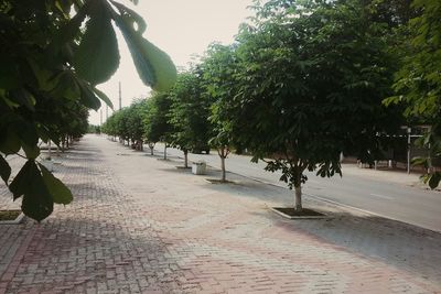 Footpath amidst trees