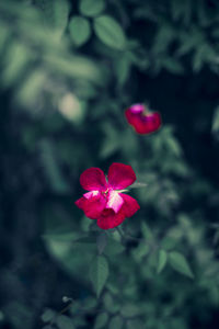 Close-up of pink flowering plant