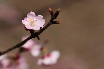 Close-up of pink flowers on branch
