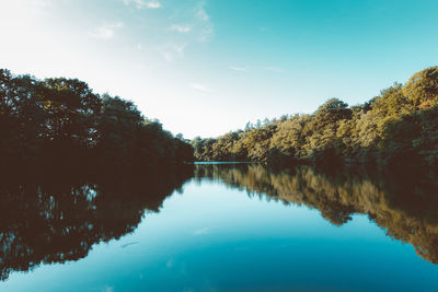 Reflection of trees in calm lake