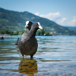 Bird perching on a lake