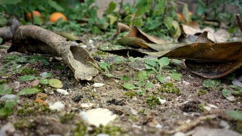 Close-up of dry fallen autumn leaves