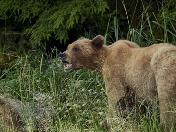 View of a female bear on grass