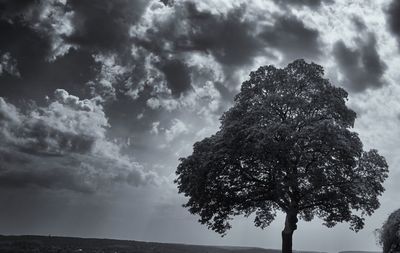 Low angle view of tree against sky